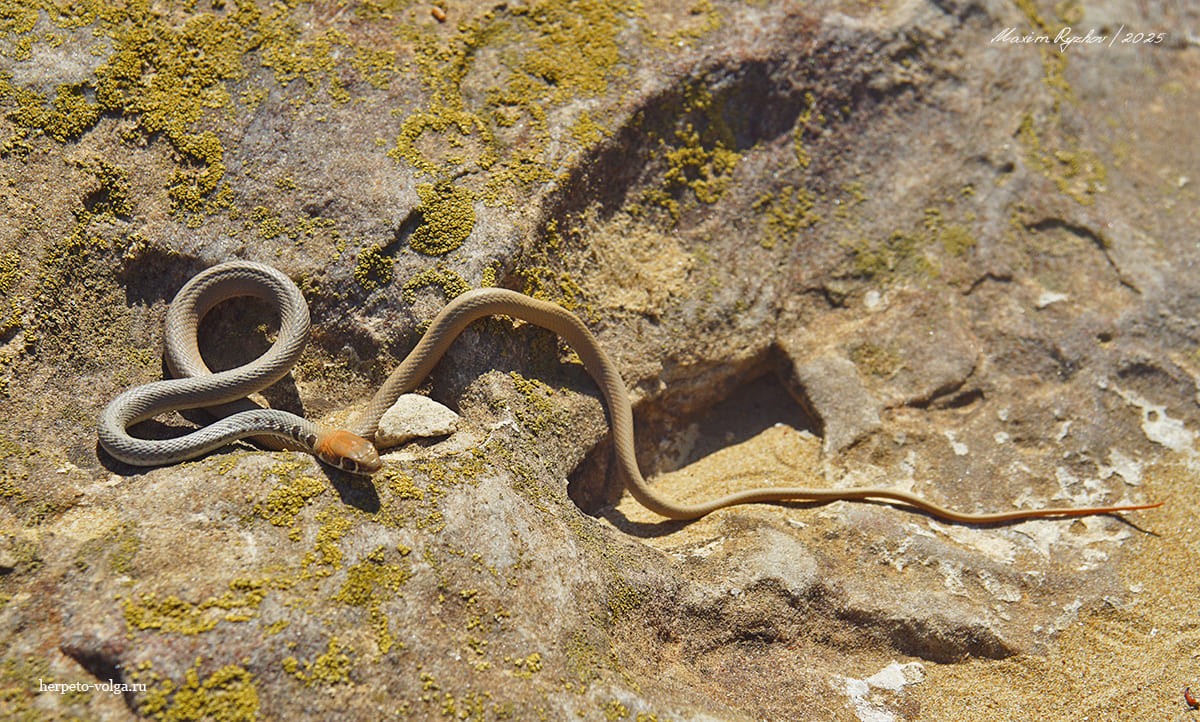 Оливковый полоз (Platyceps najadum) Оливковый полоз (Platyceps najadum)