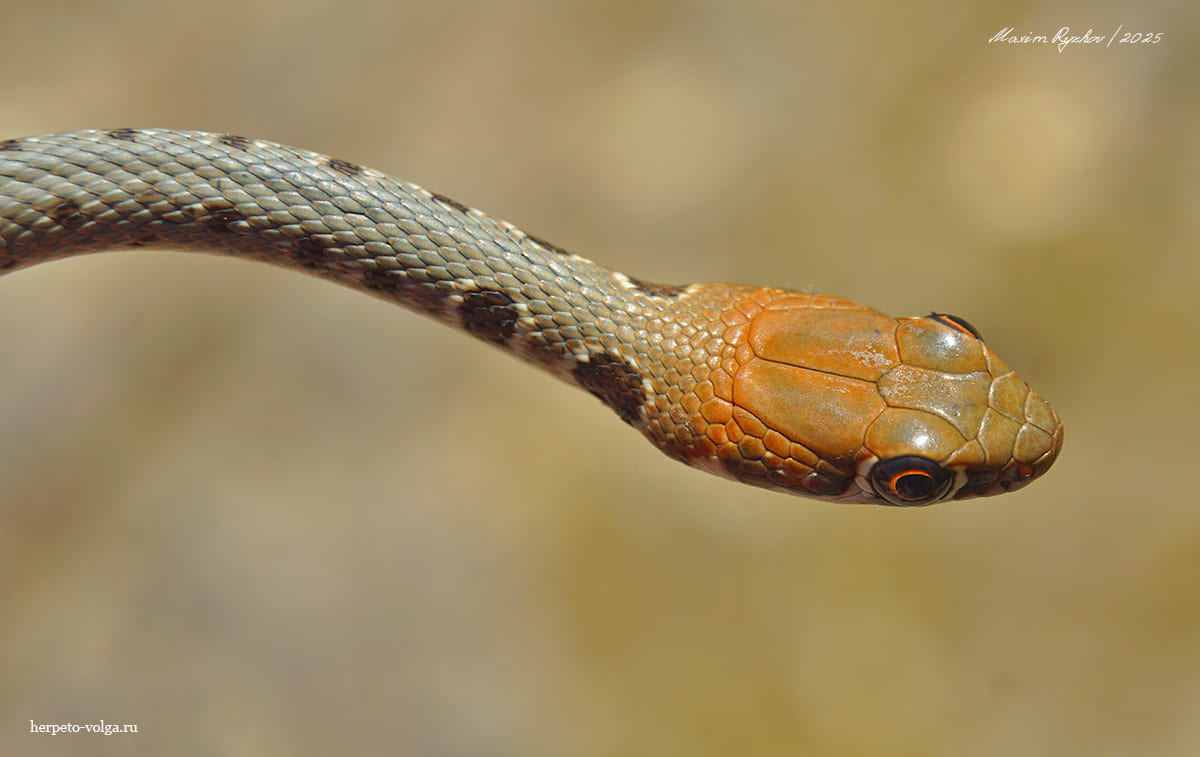 Оливковый полоз (Platyceps najadum)