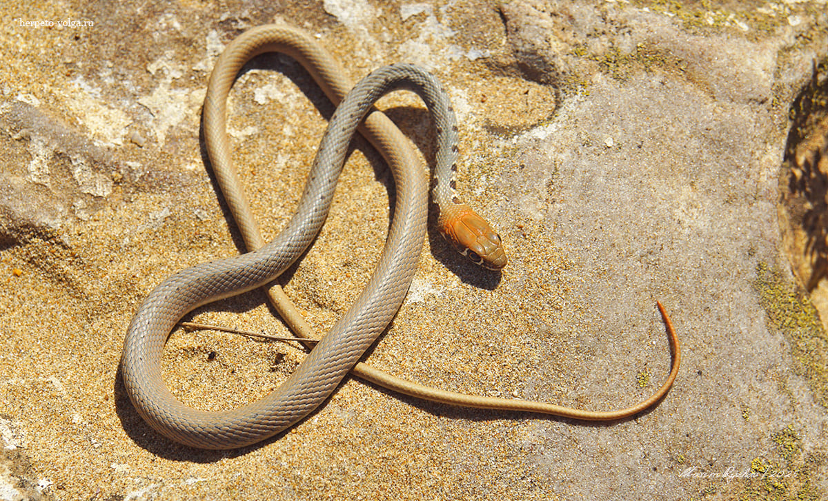 Оливковый полоз (Platyceps najadum)