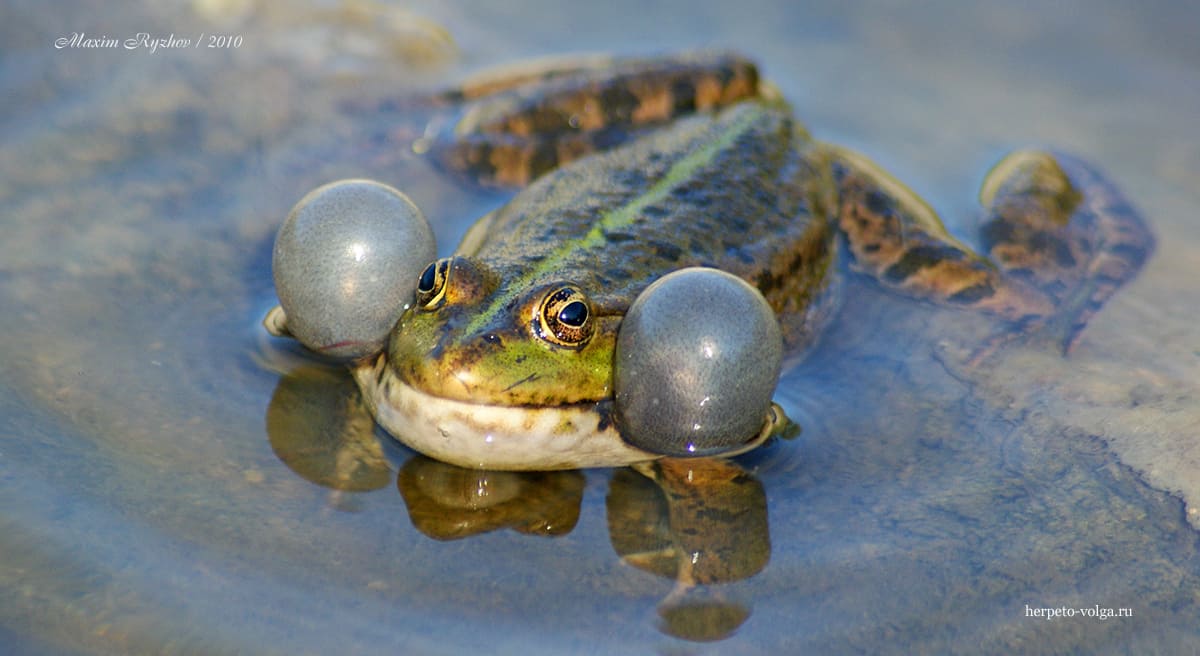 Озерная лягушка (Pelophylax ridibundus). Мордовия, 2010 Озерная лягушка (Pelophylax ridibundus). Мордовия, 2010