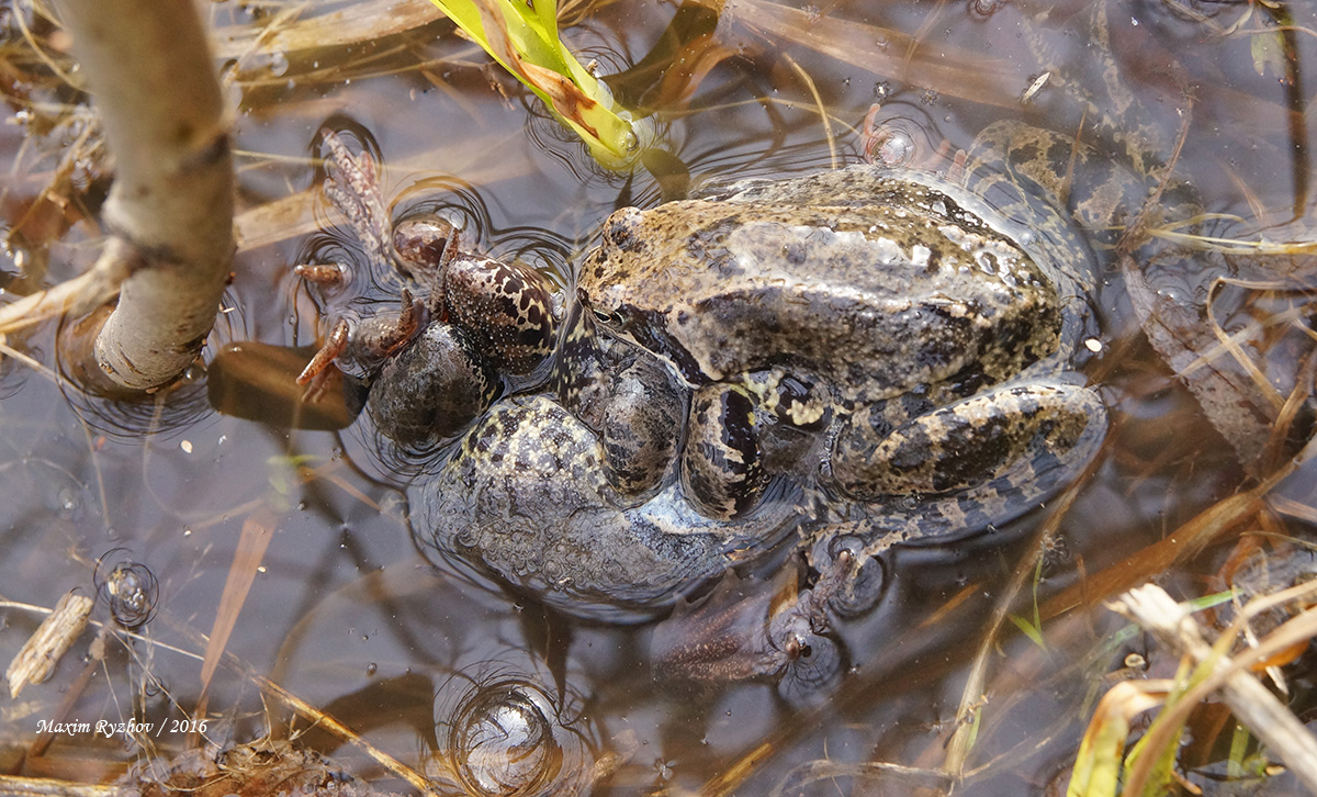 Травяная лягушка (Rana temporaria)