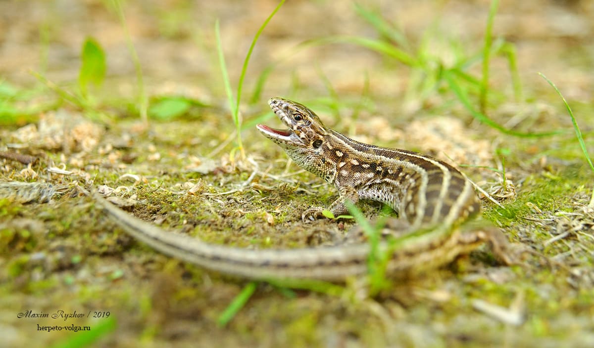 Прыткая ящерица (Lacerta agilis)