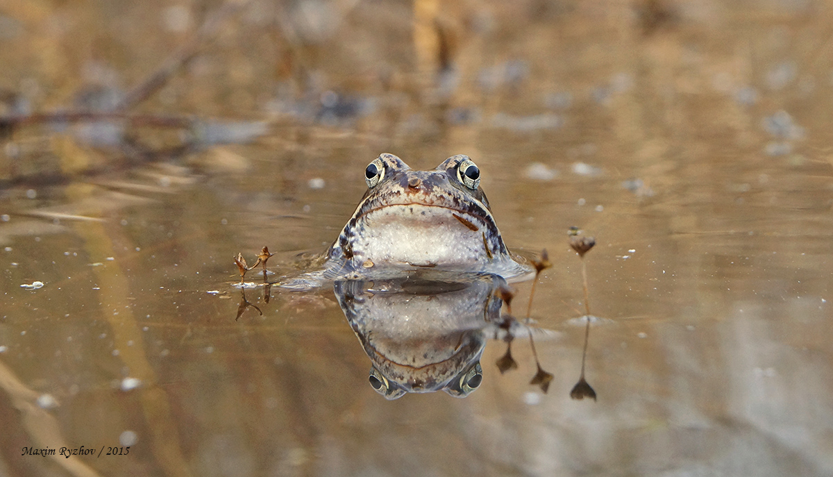 Травяная лягушка (Rana temporaria)