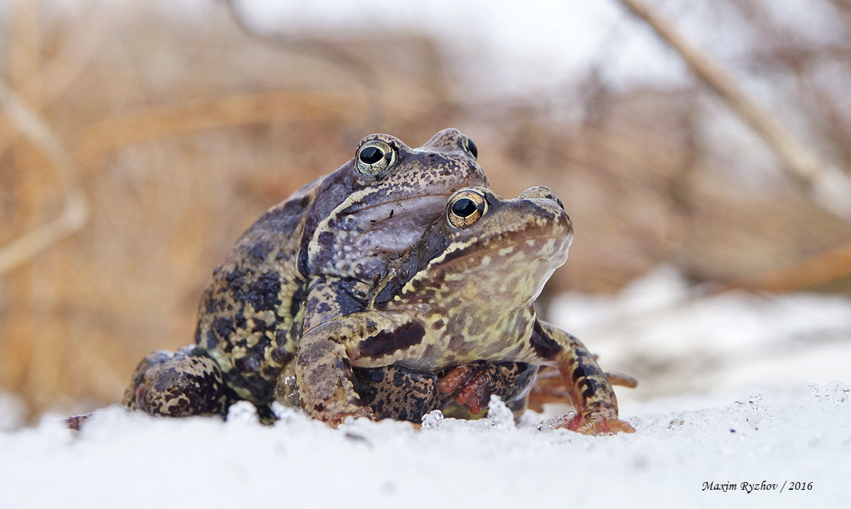 Лягушка травяная Rana temporaria (Linnaeus, 1758)