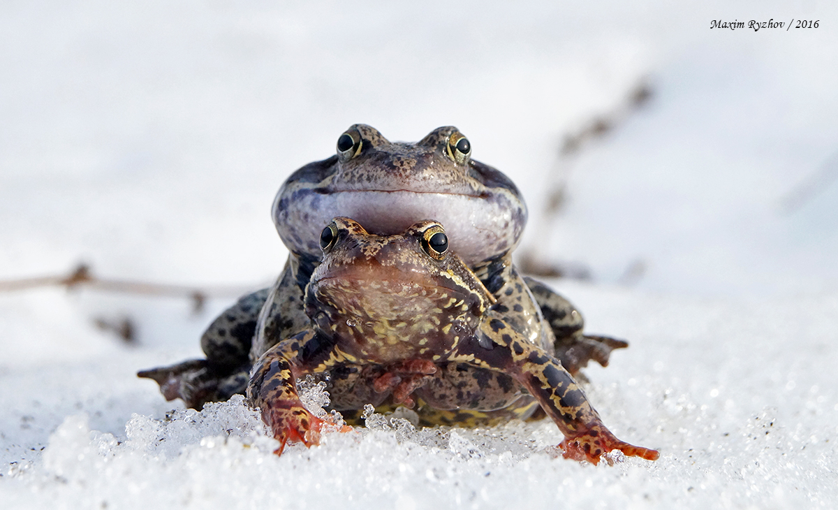 Травяная лягушка (Rana temporaria)