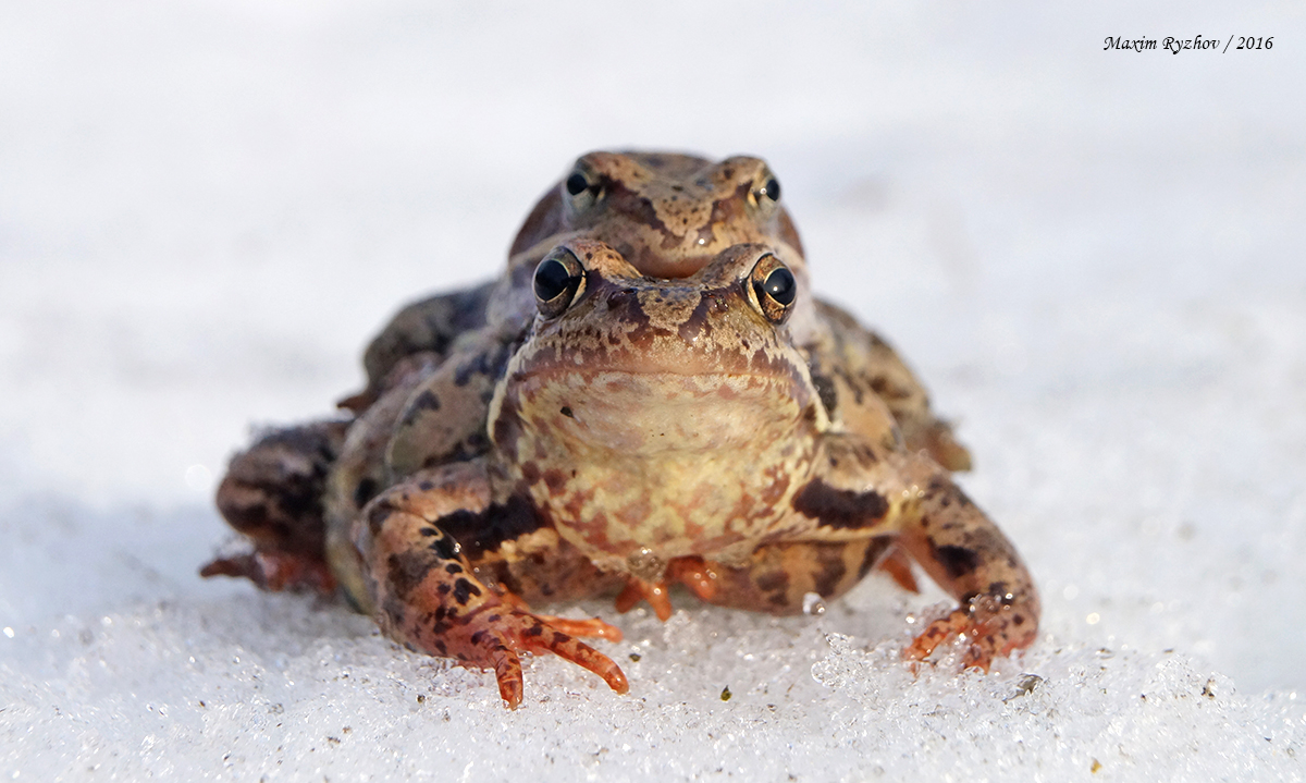 Травяная лягушка (Rana temporaria)