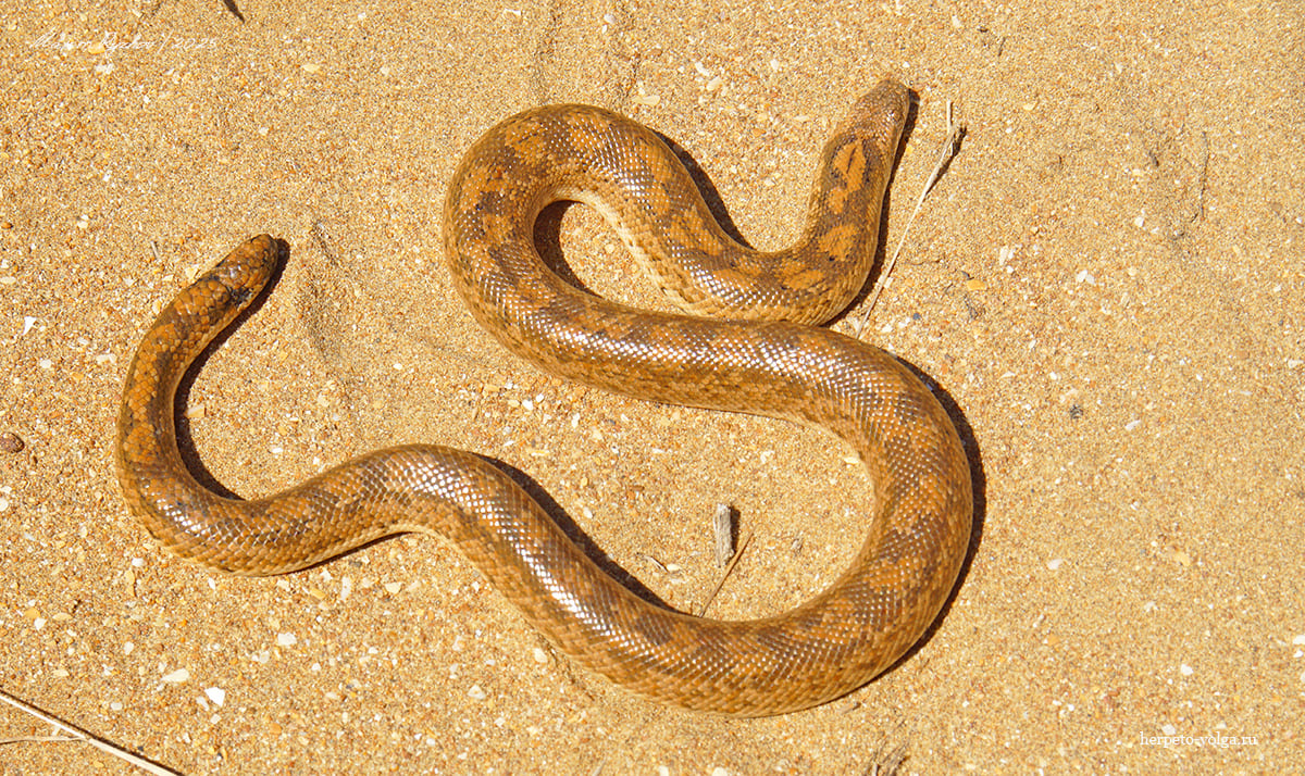 Песчаный удавчик (Eryx miliaris)