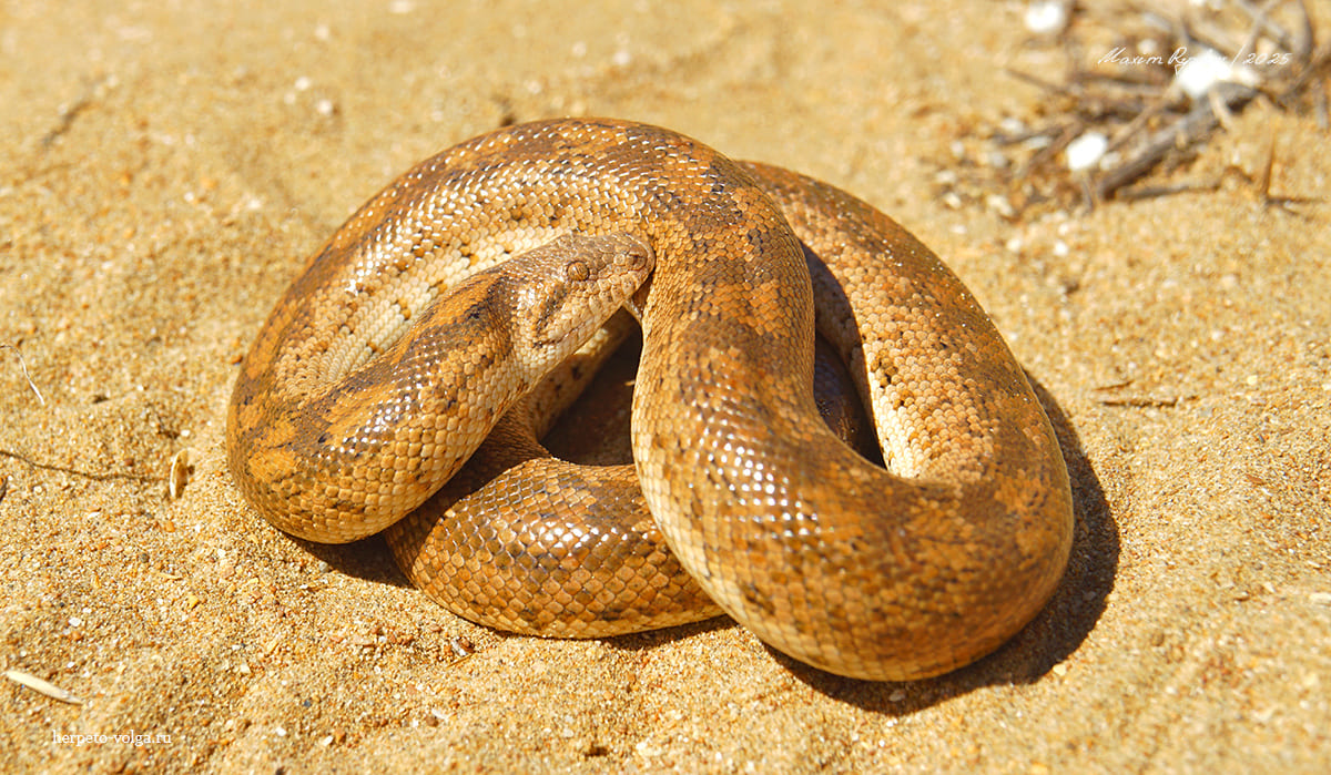 Песчаный удавчик (Eryx miliaris)