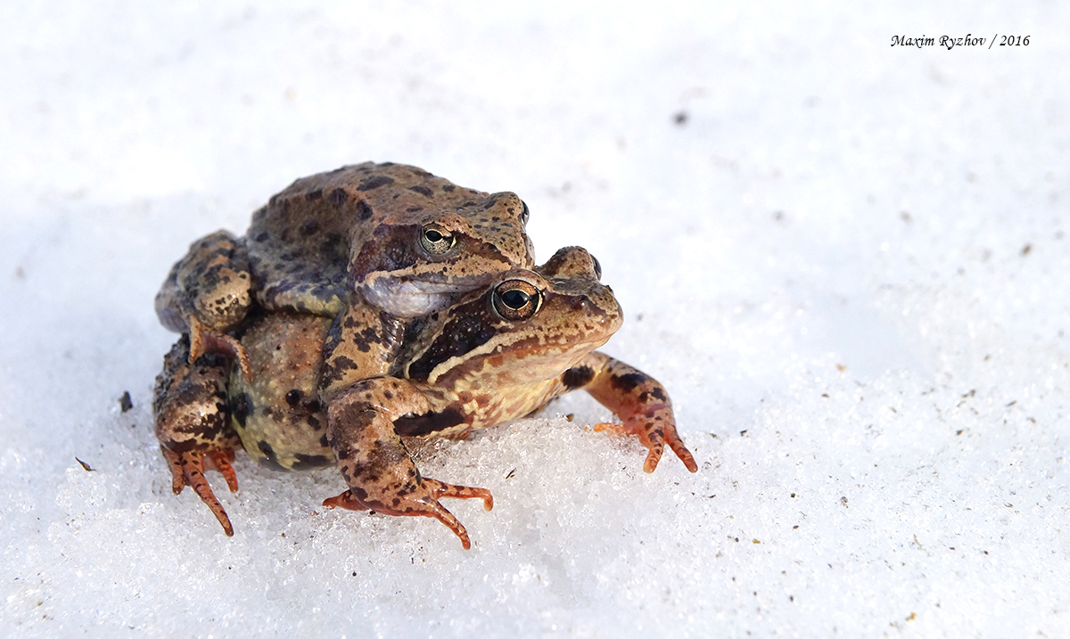 Травяная лягушка (Rana temporaria)