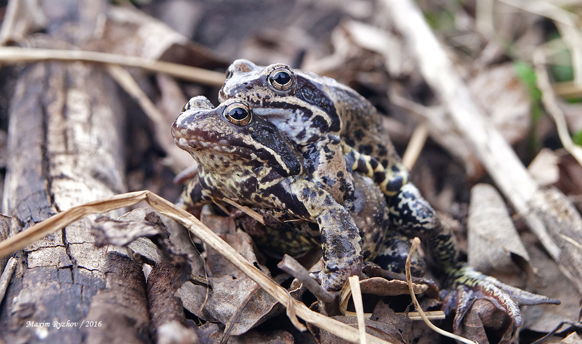 Травяные лягушки (Rana temporaria)