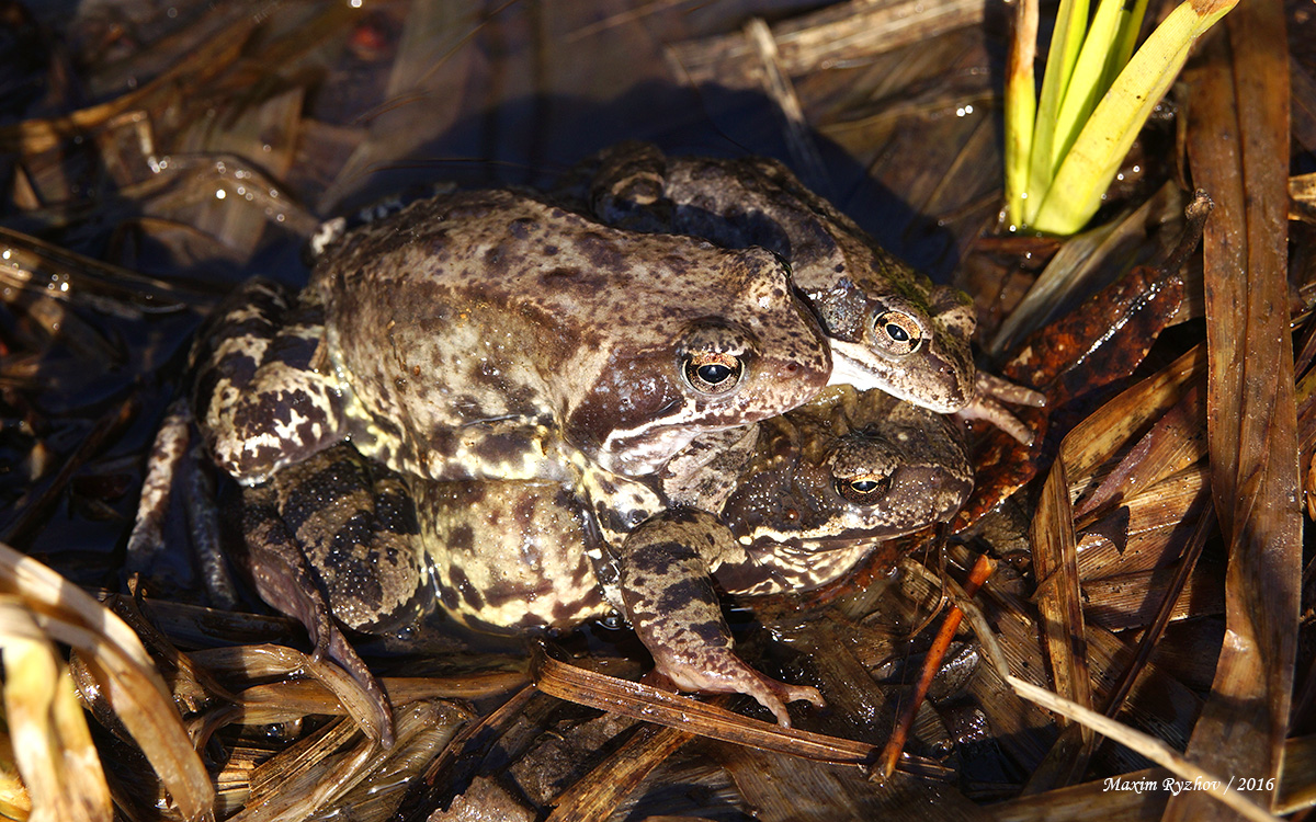 Травяная лягушка (Rana temporaria)