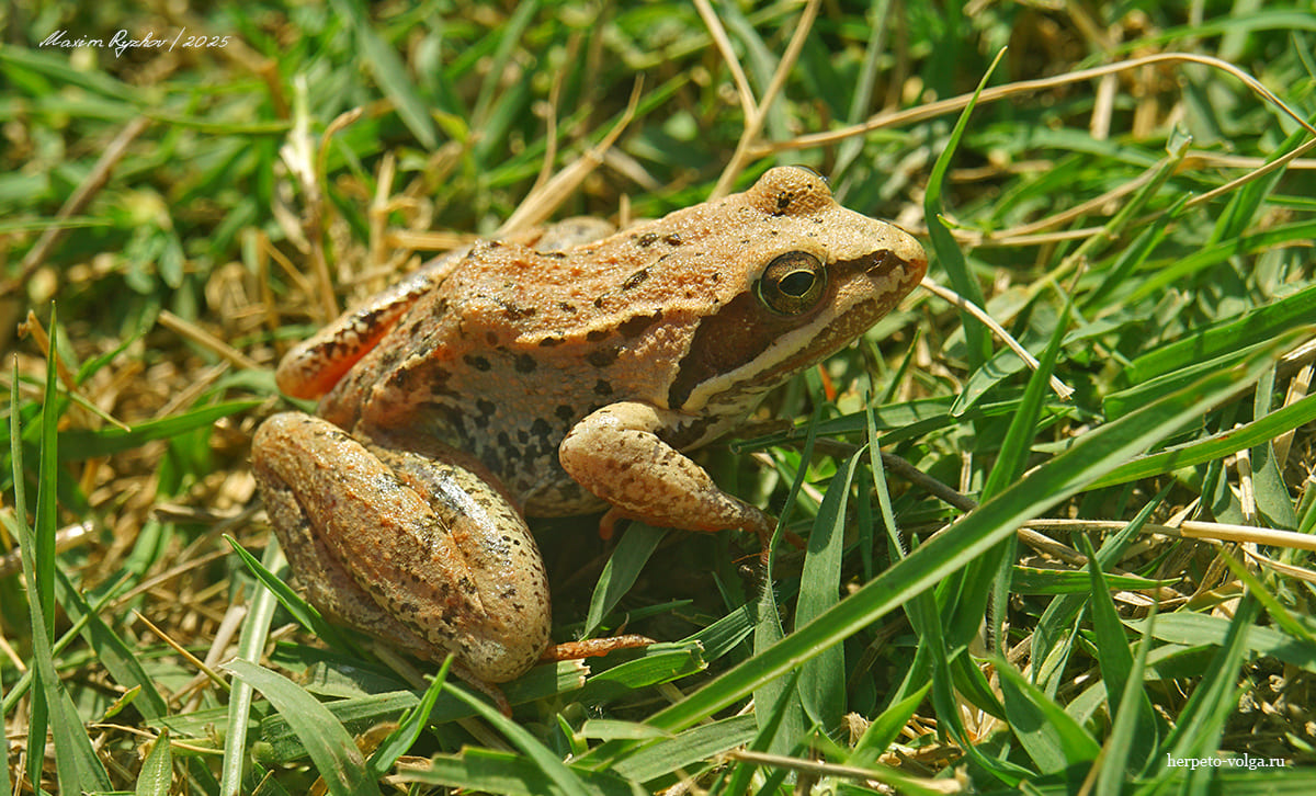 Малоазиатская лягушка (Rana macrocnemis)