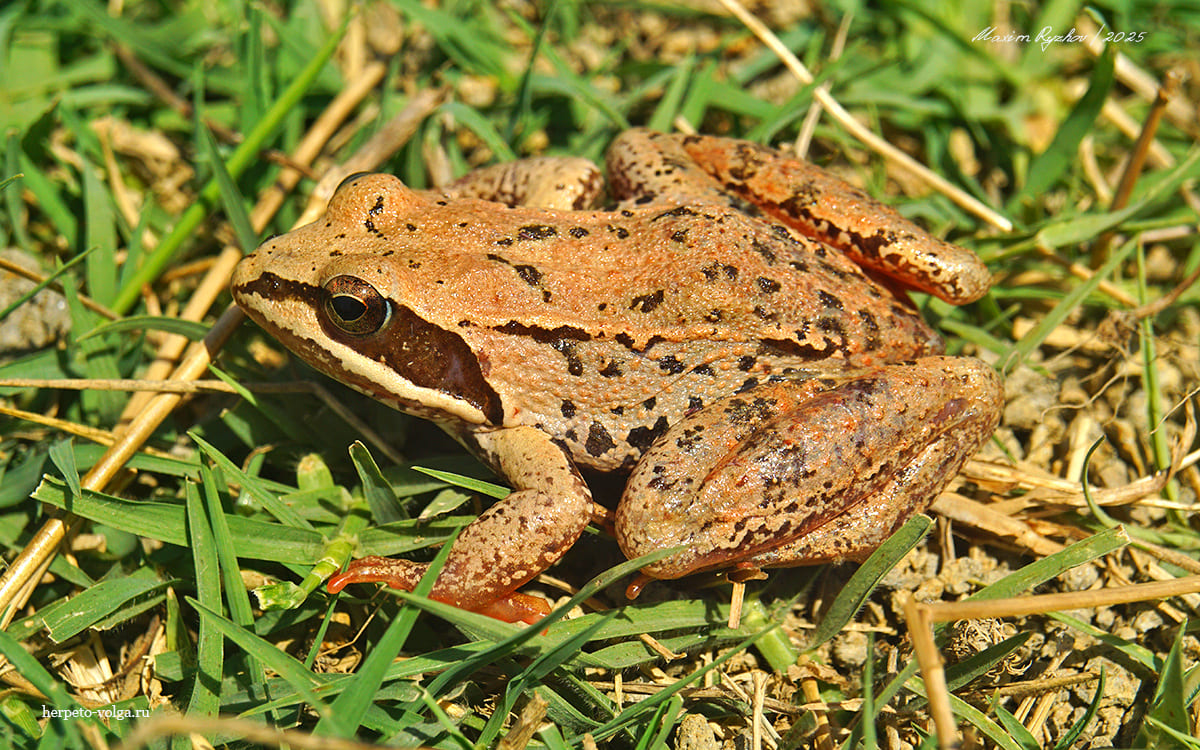 Малоазиатская лягушка (Rana macrocnemis)