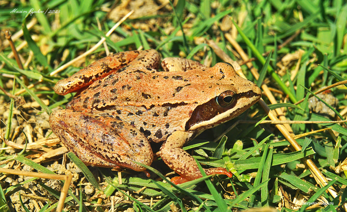 Малоазиатская лягушка (Rana macrocnemis)