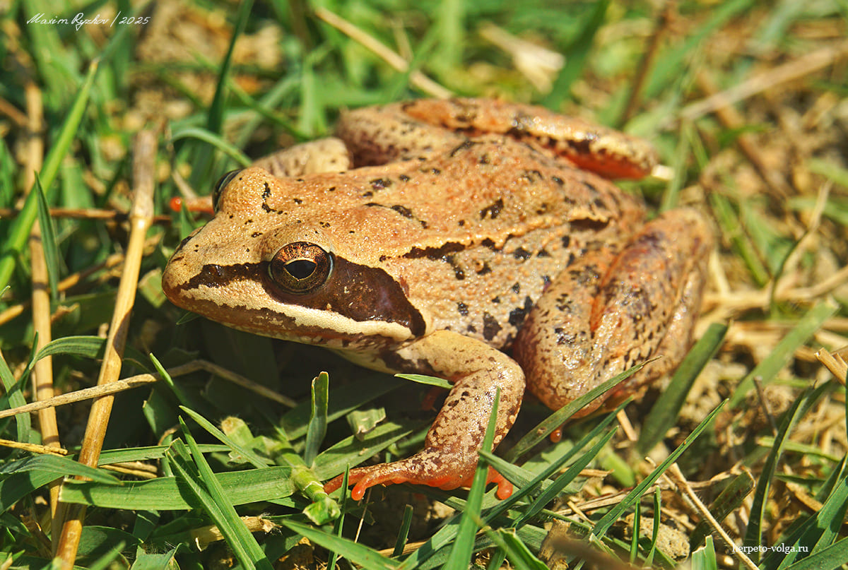 Малоазиатская лягушка (Rana macrocnemis)