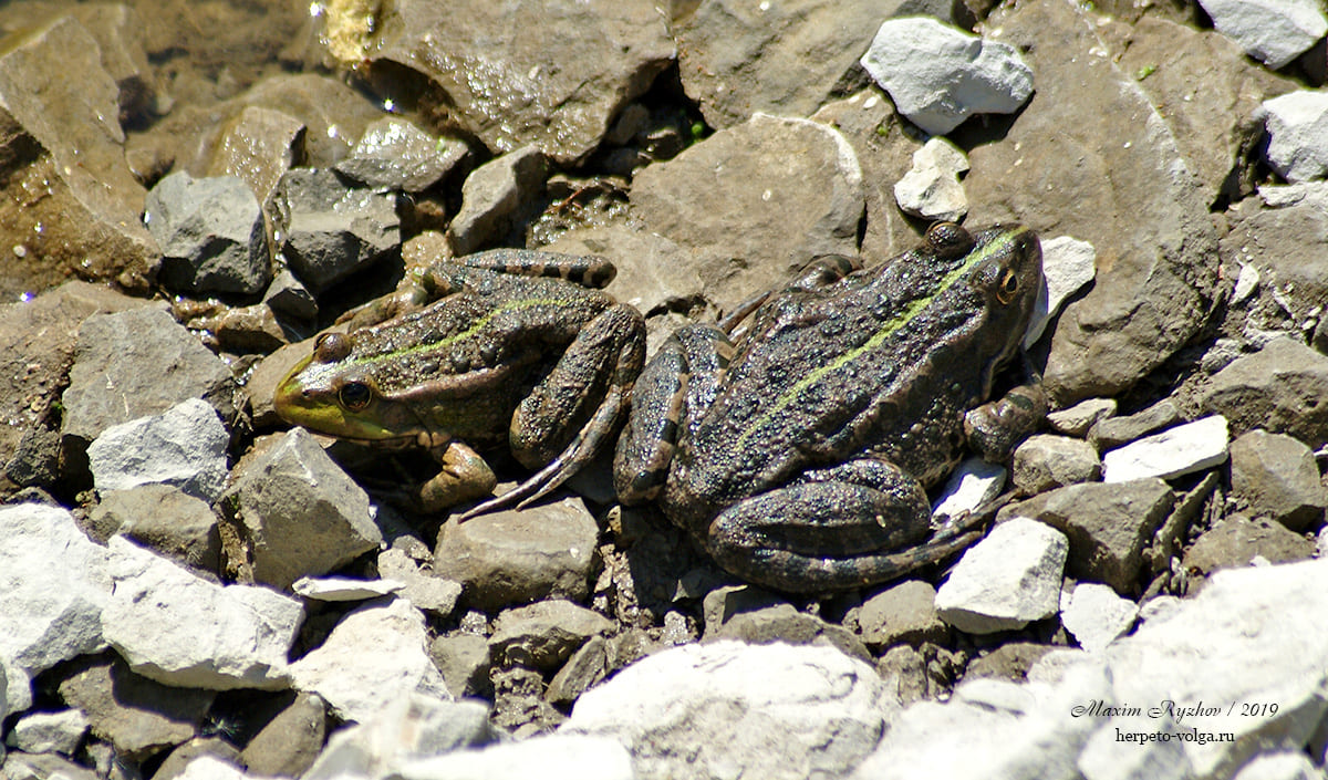 Озерная лягушка (Pelophylax ridibundus)