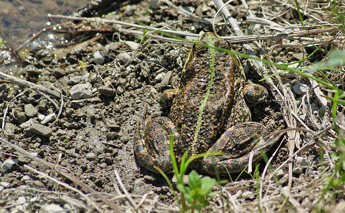 Озерная лягушка (Pelophylax ridibundus)