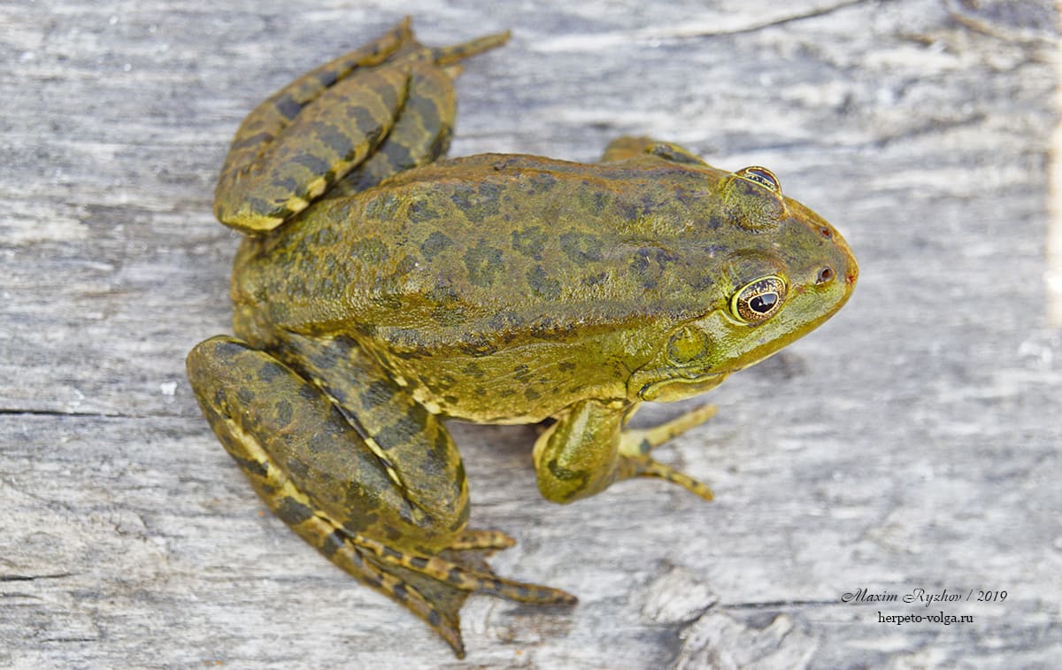 Озерная лягушка (Pelophylax ridibundus)