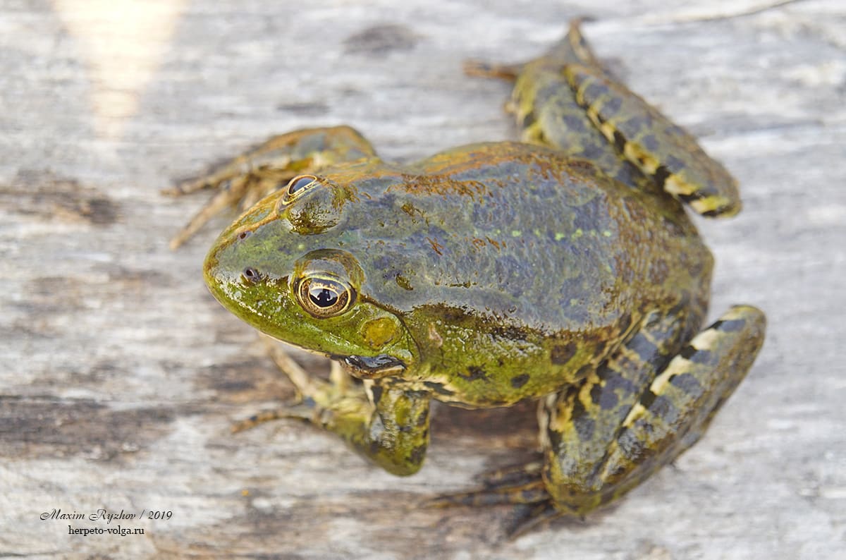 Озерная лягушка (Pelophylax ridibundus)
