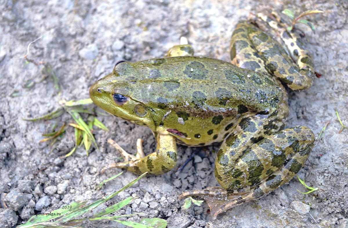 Озерная лягушка (Pelophylax ridibundus)