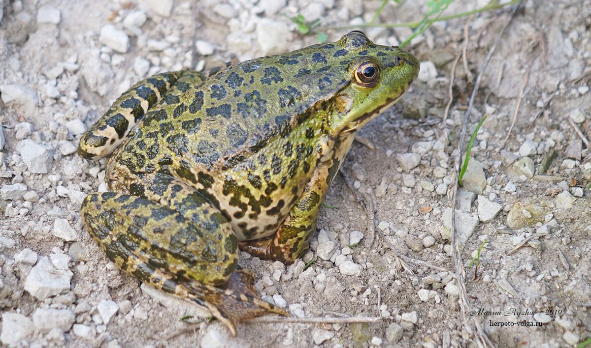 Озерная лягушка (Pelophylax ridibundus)