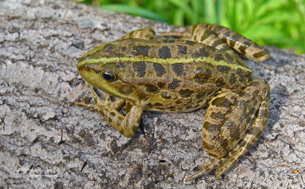 Озерная лягушка (Pelophylax ridibundus)