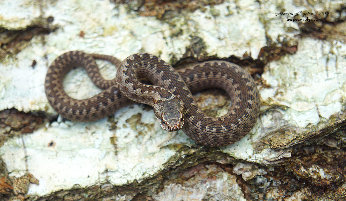 Обыкновенная гадюка (Vipera berus)