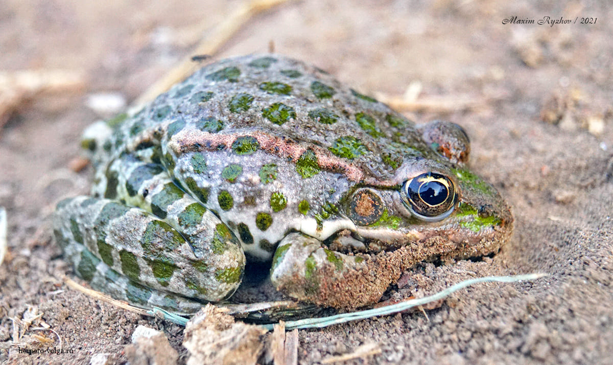 Озерная лягушка (Pelophylax ridibundus)
