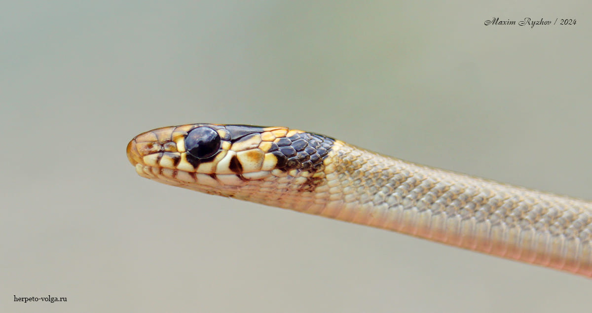 Cмирный эйренис (Eirenis modestus)