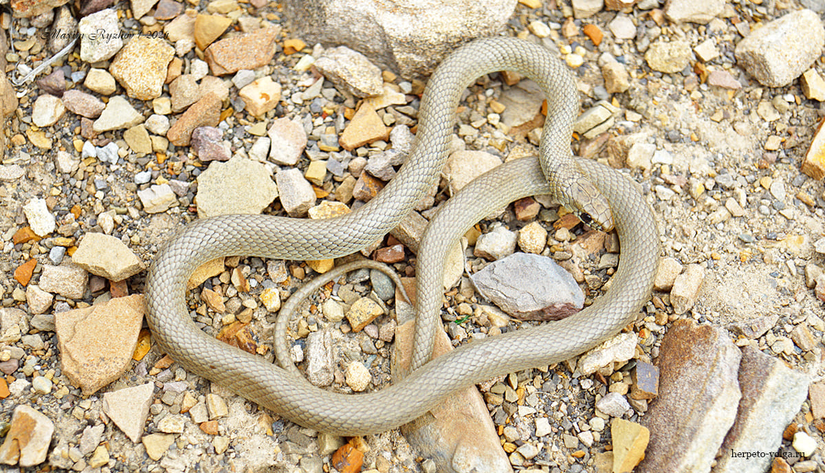 Cмирный эйренис (Eirenis modestus)