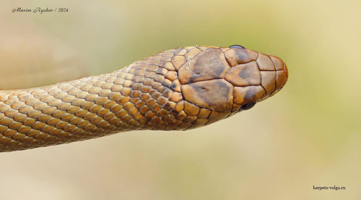 Cмирный эйренис (Eirenis modestus)