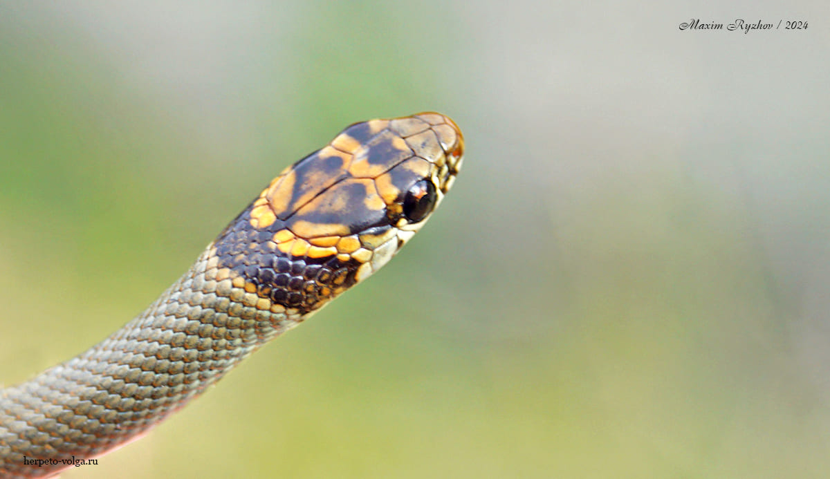 Cмирный эйренис (Eirenis modestus)