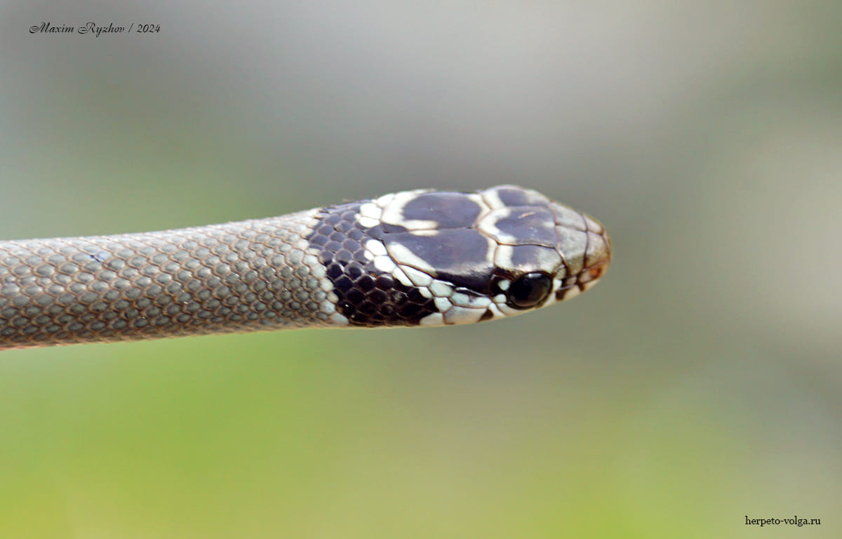 Cмирный эйренис (Eirenis modestus)