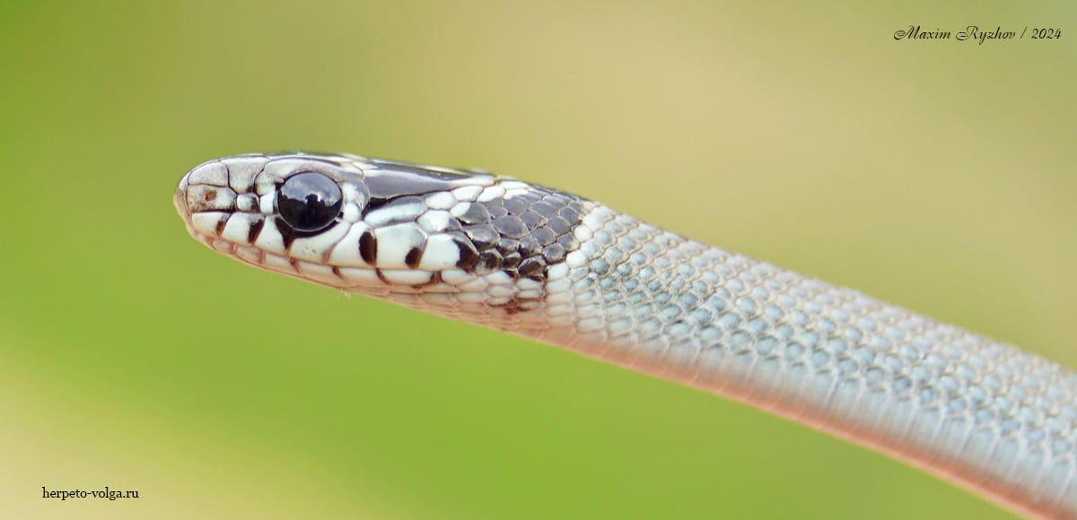 Cмирный эйренис (Eirenis modestus)