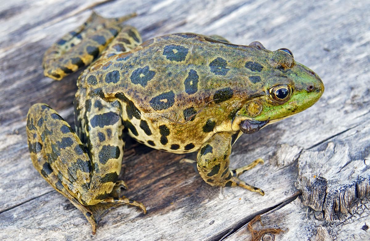 Озерная лягушка (Pelophylax ridibundus)