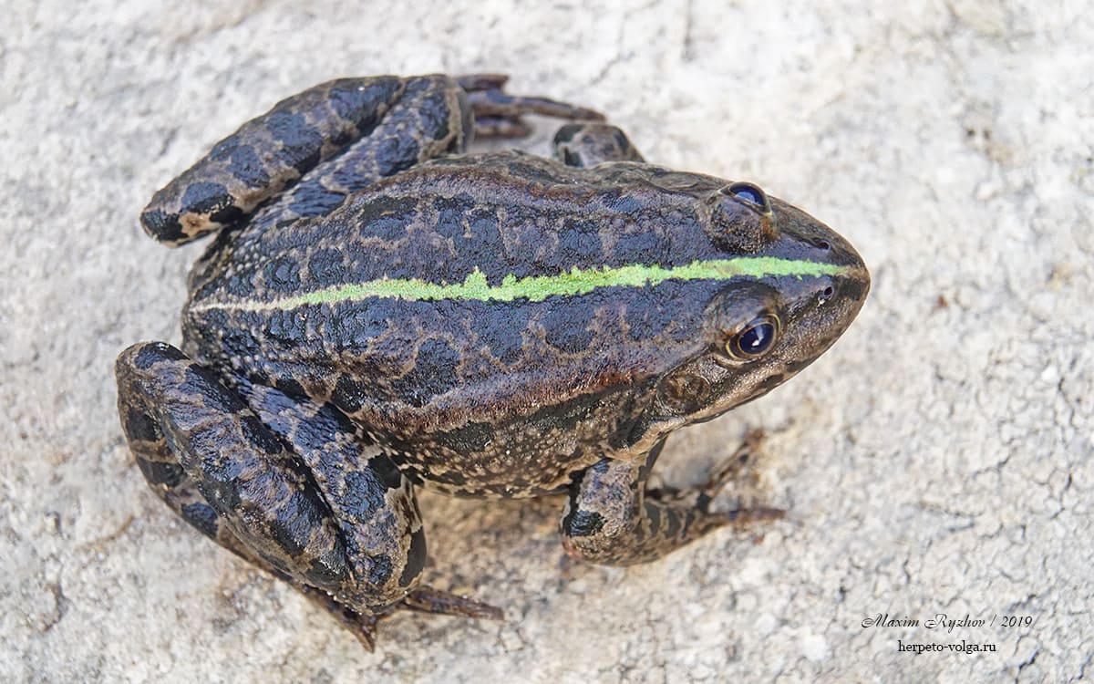 Озерная лягушка (Pelophylax ridibundus)