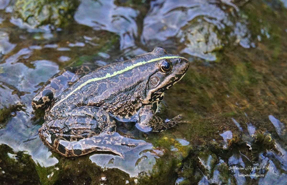 Озерная лягушка (Pelophylax ridibundus)