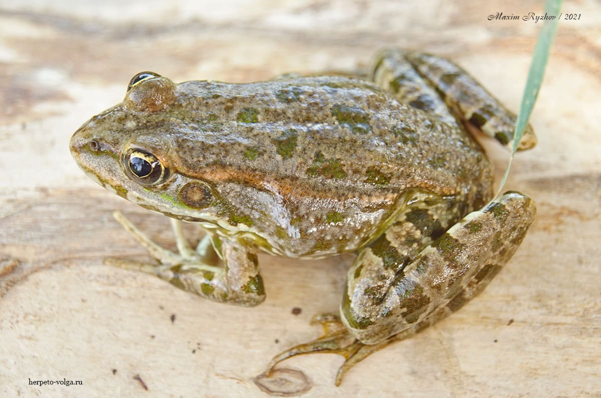 Озерная лягушка (Pelophylax ridibundus)