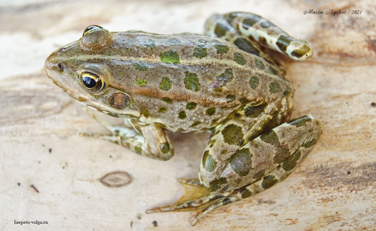 Озерная лягушка (Pelophylax ridibundus)