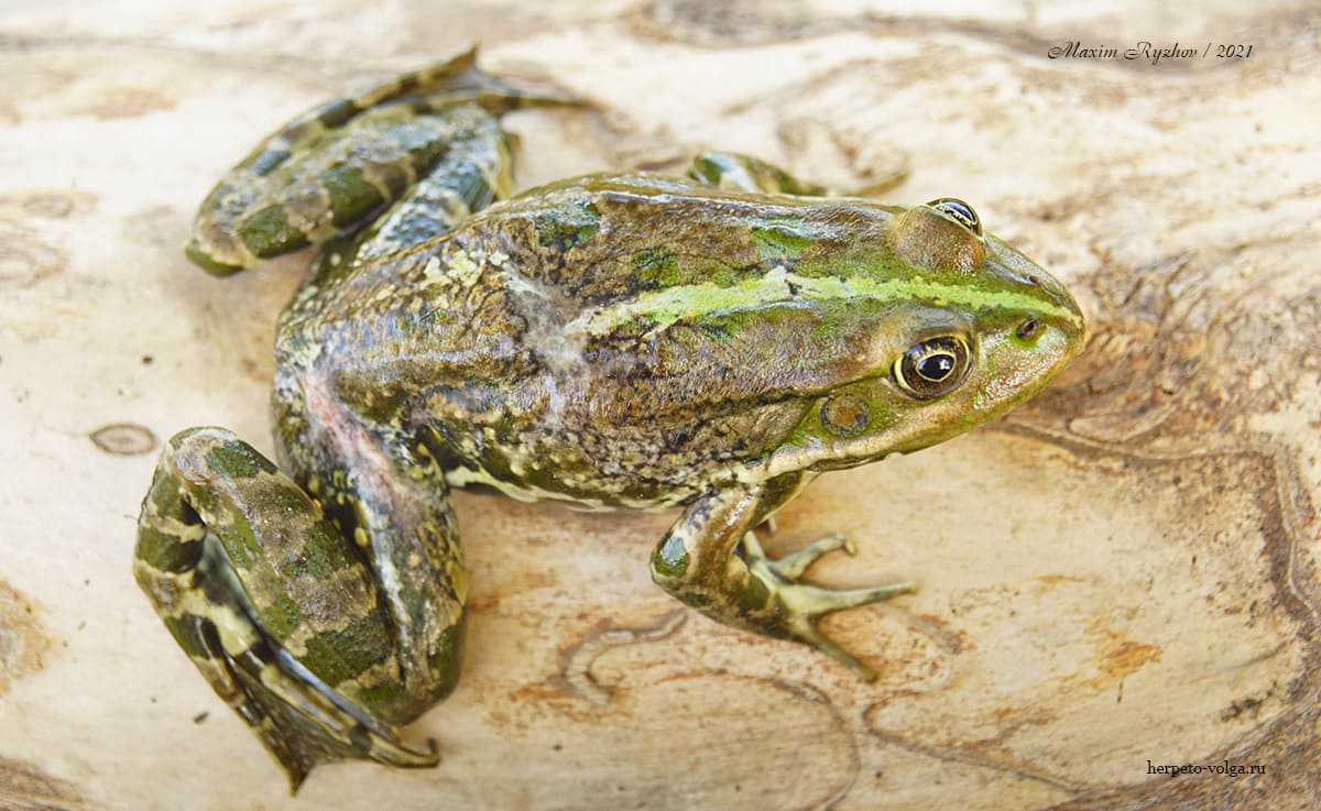 Озерная лягушка (Pelophylax ridibundus)