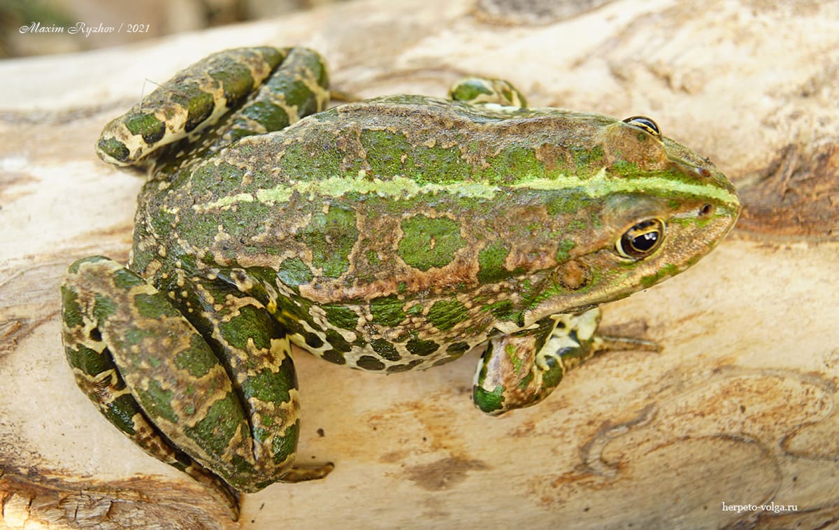 Озерная лягушка (Pelophylax ridibundus)