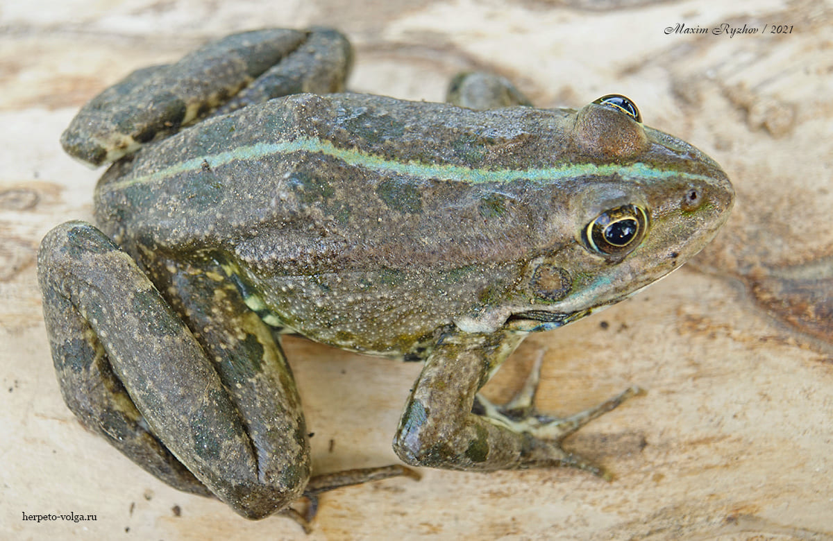 Озерная лягушка (Pelophylax ridibundus)
