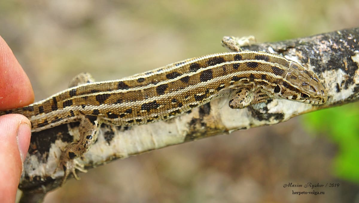 Прыткая ящерицы (Lacerta agilis). typica exiqua Прыткая ящерицы (Lacerta agilis). typica exiqua