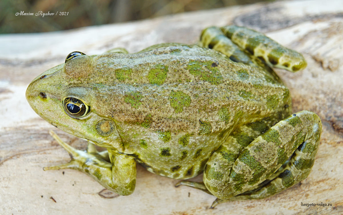 Озерная лягушка (Pelophylax ridibundus)