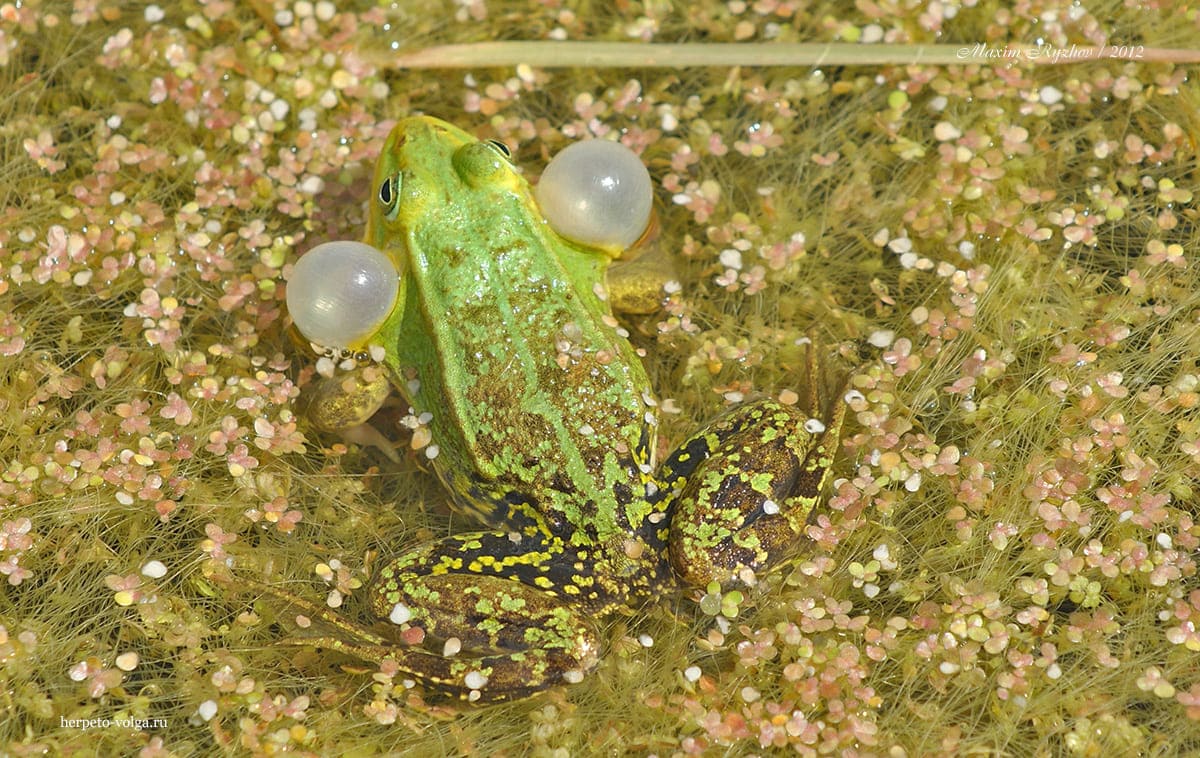 Прудовая лягушка (Pelophylax lessonae). Чувашия, 2012, нацпарк "Чаваш вармане" Прудовая лягушка (Pelophylax lessonae). Чувашия, 2012, нацпарк "Чаваш вармане"