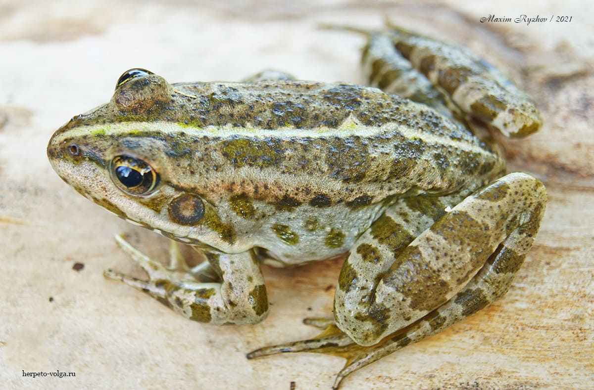 Озерная лягушка (Pelophylax ridibundus)