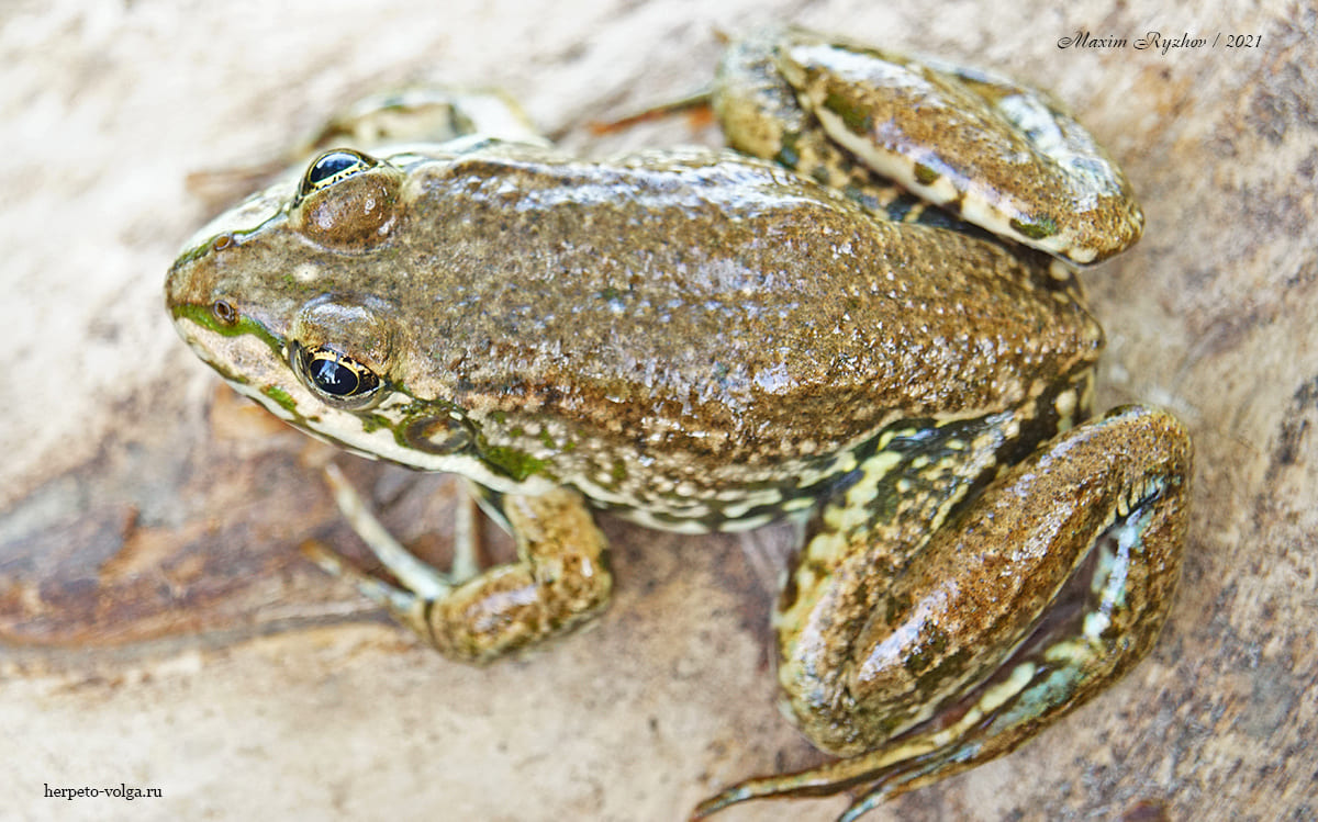 Озерная лягушка (Pelophylax ridibundus)