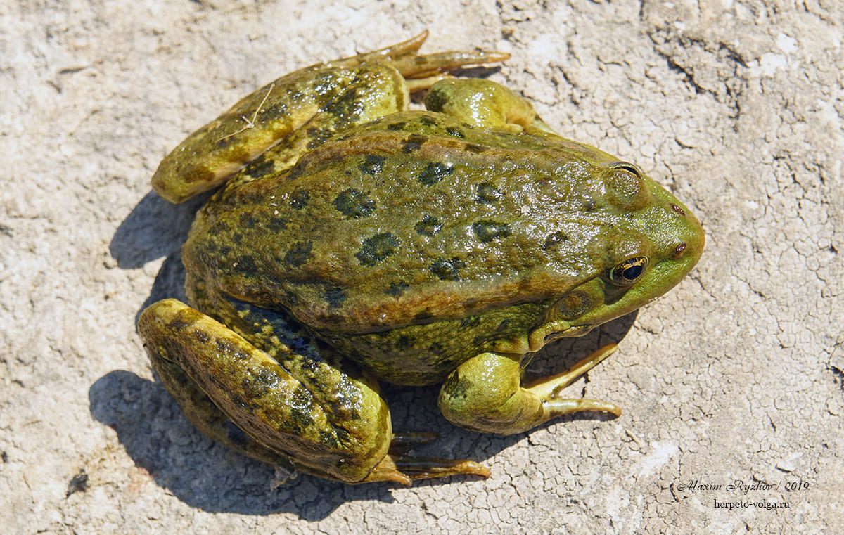 Озерная лягушка (Pelophylax ridibundus)