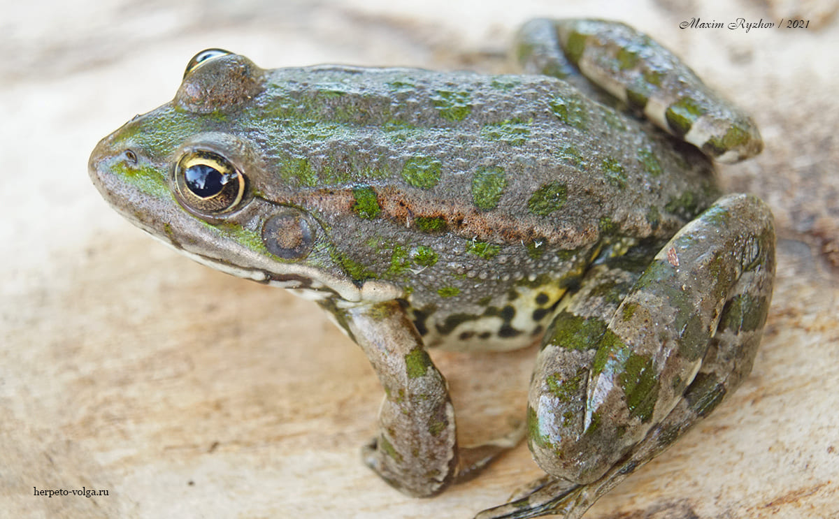 Озерная лягушка (Pelophylax ridibundus)