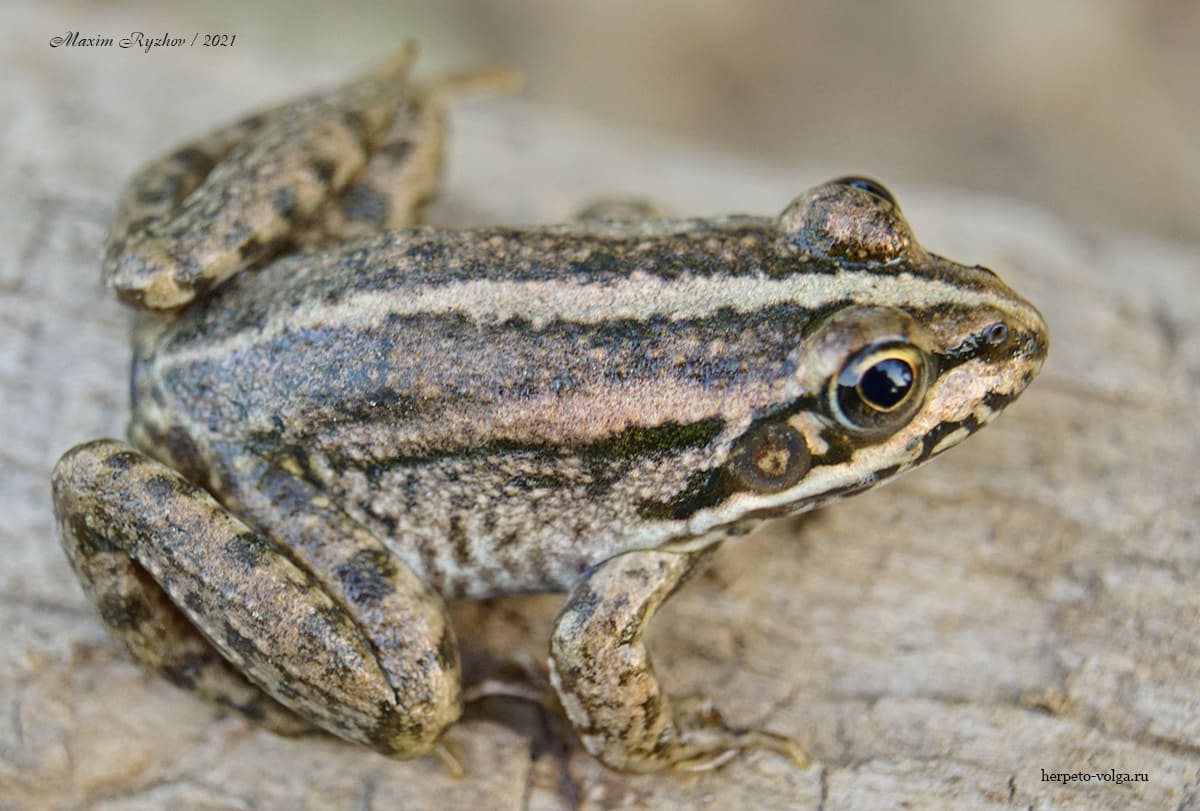 Озерная лягушка (Pelophylax ridibundus)